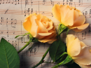 Roses and love song