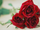 Red roses