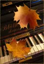 The leaves and music