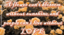 Sunshine And Love
