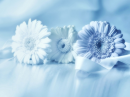 Delicate and Tenderness