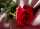 Red Rose