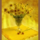 Yellow Flowers