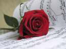 Notes and Rose