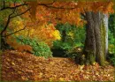 Background - Autumn/Fall