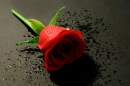 Red Rose