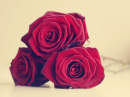 Beautiful Roses