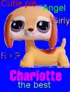 Charlotte adjectives