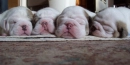 wrinkle_puppyes