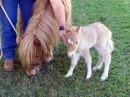 sweet mini horse