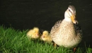 mom love