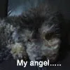 My dog