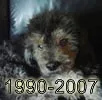 my dog2