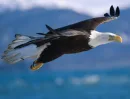 eagle flight