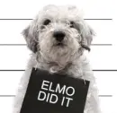 I'm innocent! Elmo did it!