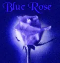 Blue rose