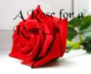 Red rose