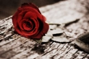 Red Rose