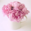 Pink Peonies