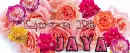 Love It Jaya