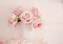 Pink Roses