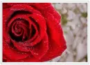 Red Rose