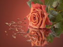 Coral Rose