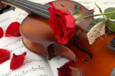 Violin Rose