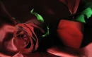 Red Rose