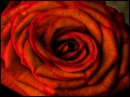 Red Rose
