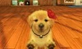 Petit chiot