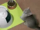 KittyCam - begging!
