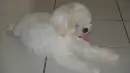 Dog Posing