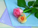Beautiful Roses
