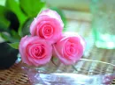 Pink Roses
