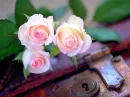 Pale roses