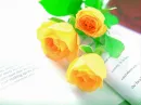 Yellow Roses