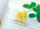 Single rose