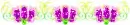 Purple flower animated - div