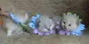cute baby kittens special