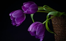 Purple Tulips