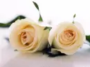 White roses