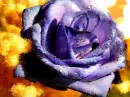 fiore