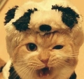 Panda Cat