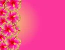 Background-Hot Pink