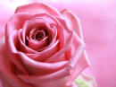 Pink Rose