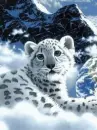 Cub