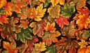 Autumn background - aut - bg - fg