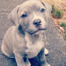 puppy