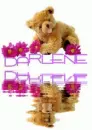 Reflecting Bear 